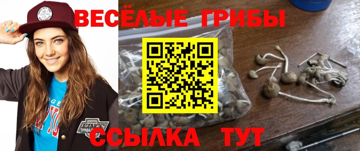 Псилоцибиновые грибы Psilocybe Ногинск